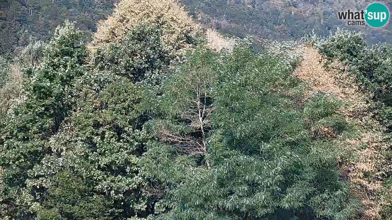 Kočevje Live webcam – MTB trail center – Slowenien