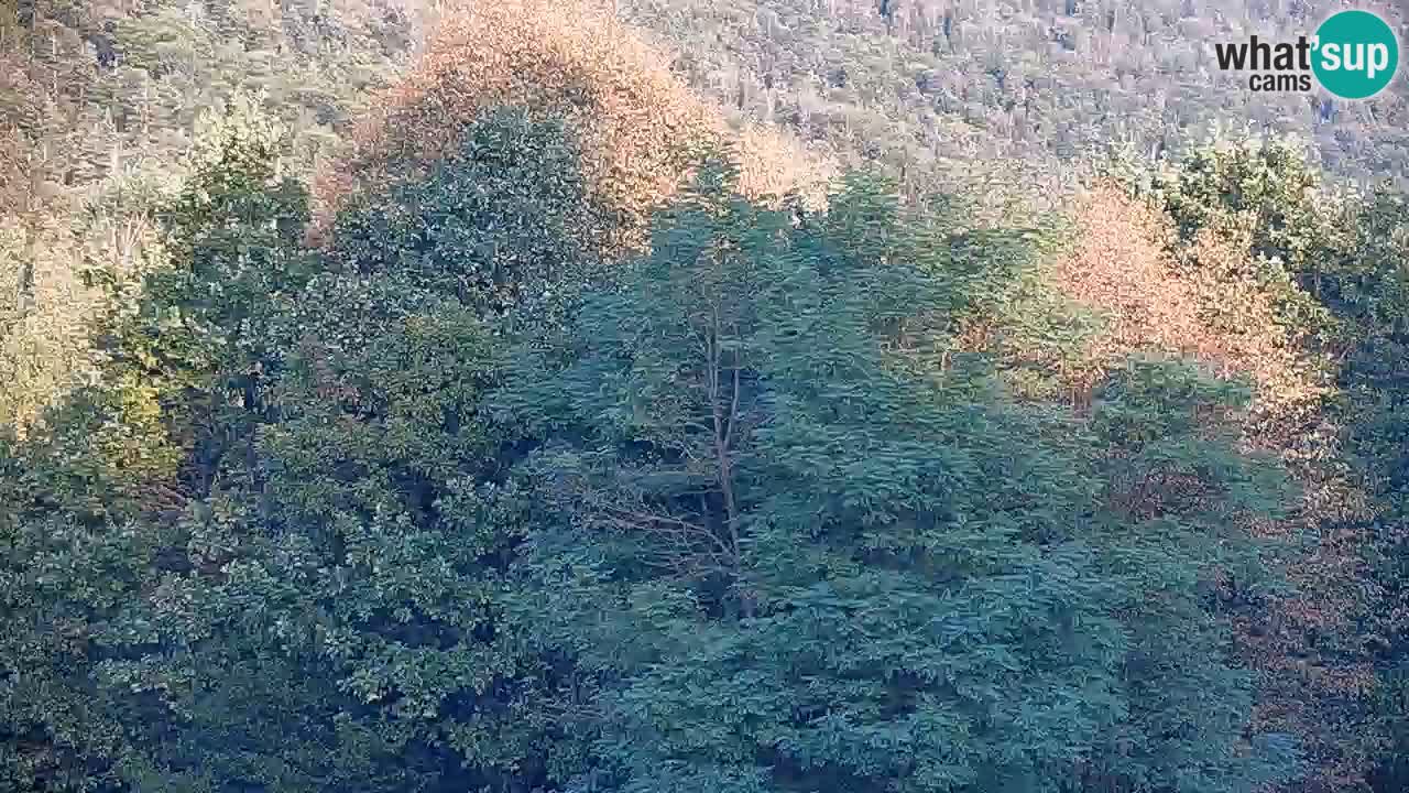 Live webcam Kočevje – MTB trail center – Slovenia