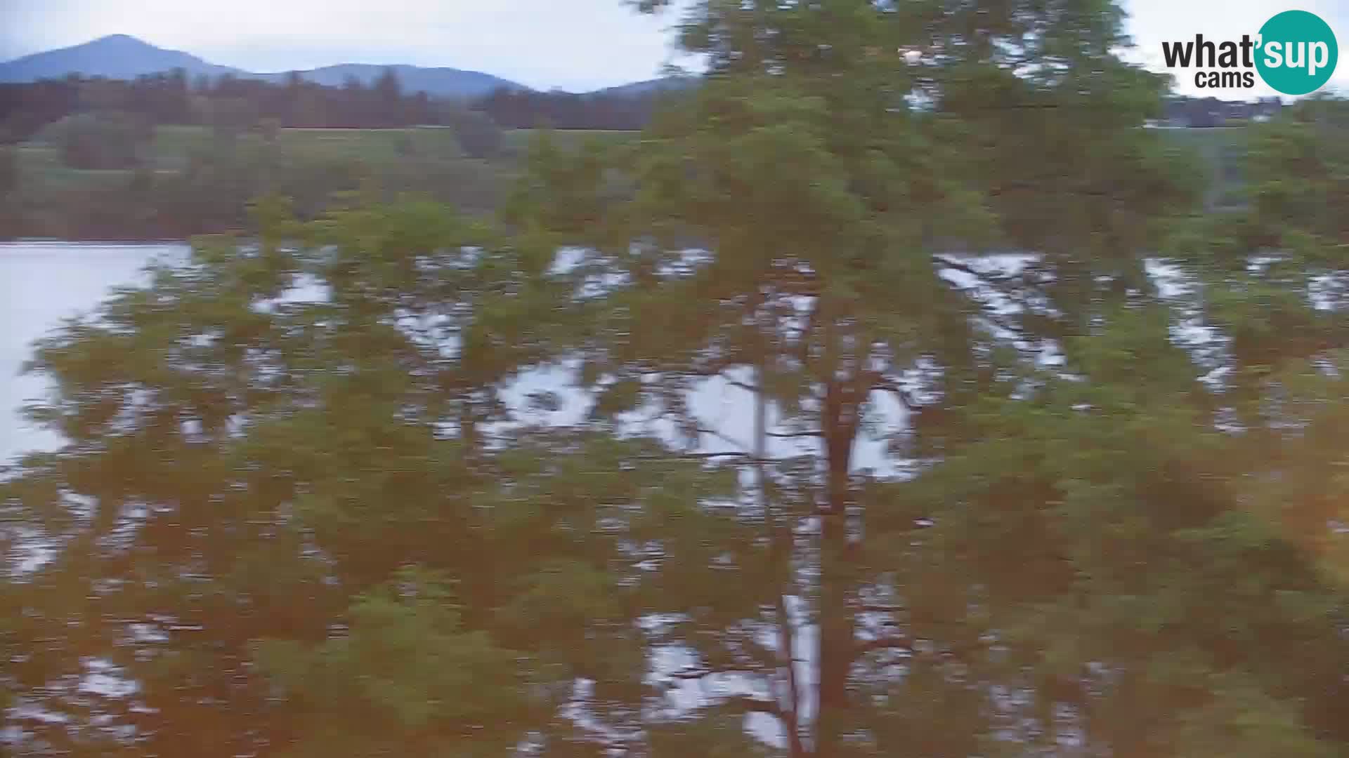 Kamera v živo Kočevsko jezero
