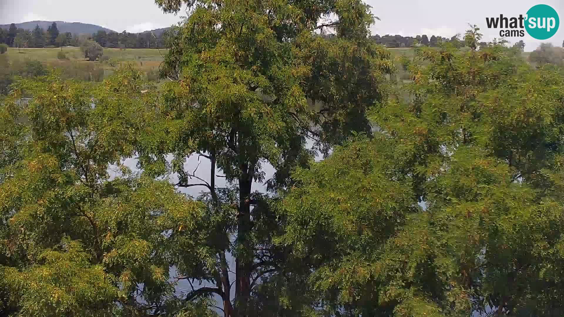 Livecam Lac Kočevje