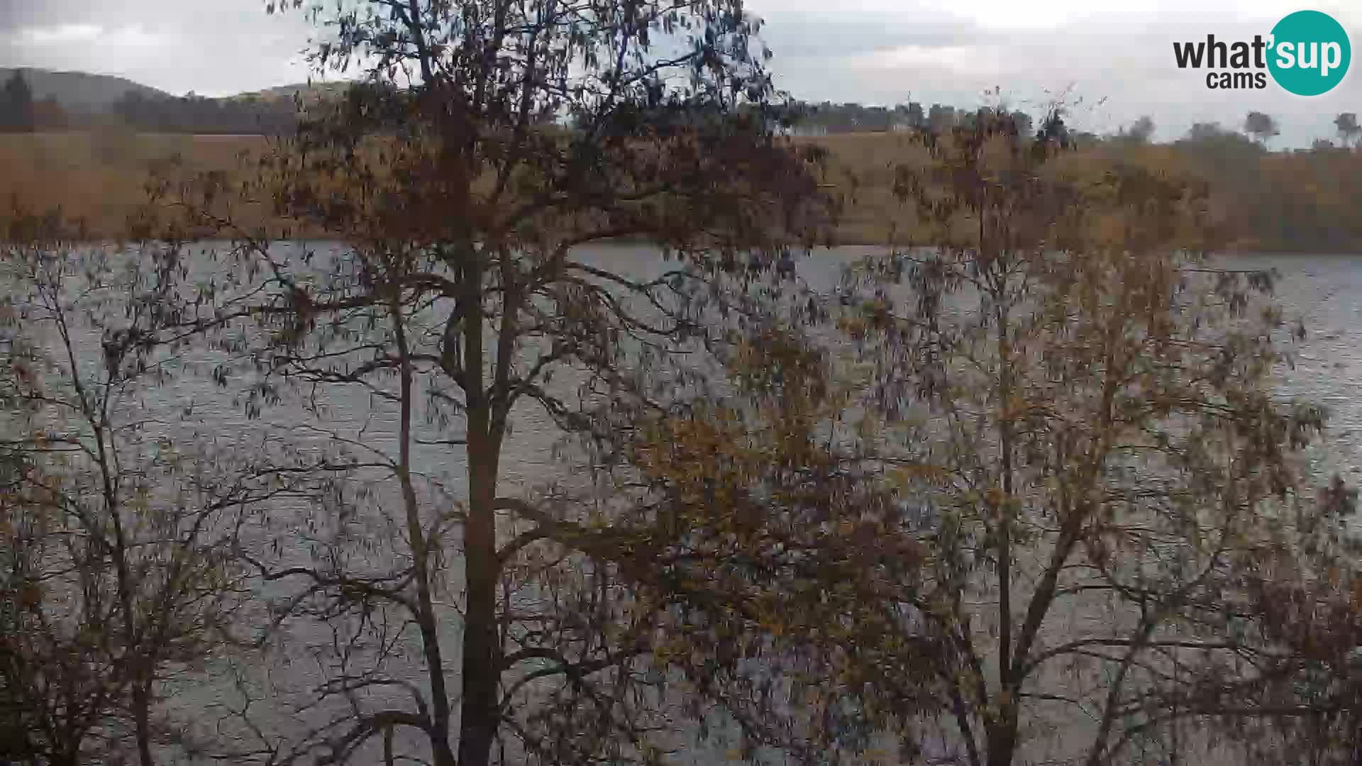 Kamera v živo Kočevsko jezero