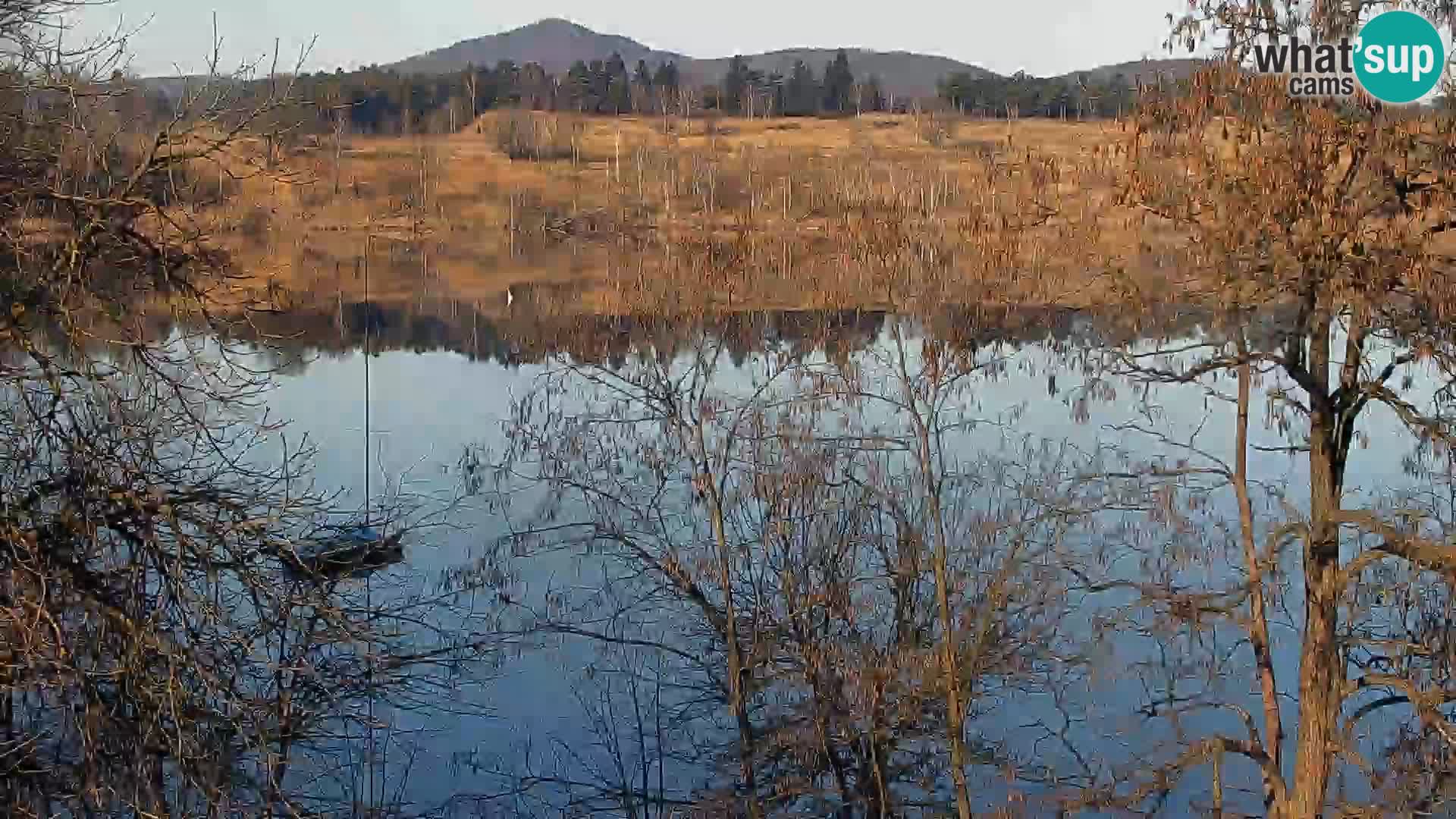 Livecam Lac Kočevje