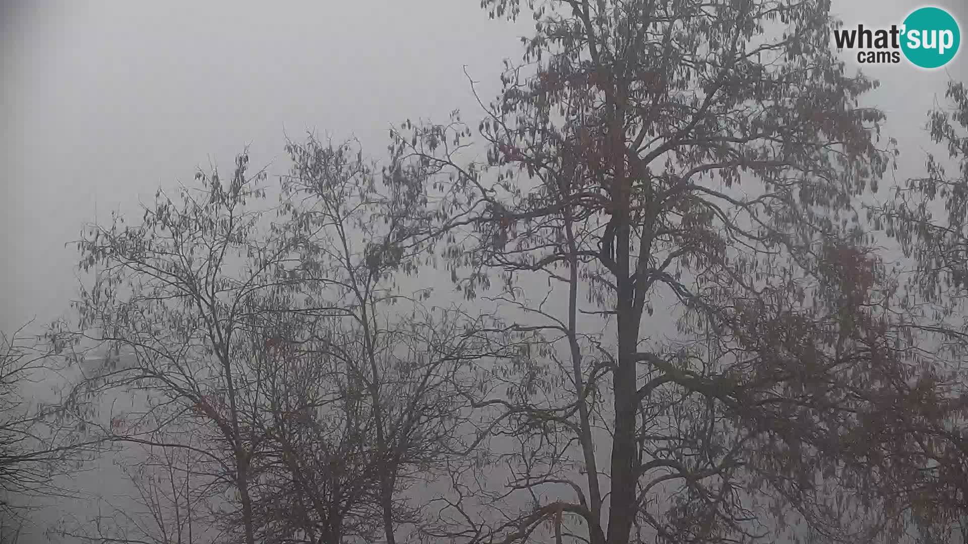 Camera en vivo Lago Kočevje