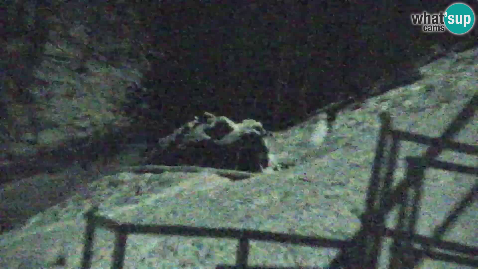 Kranjska Gora web kamera Vitranc | VITRANC 1 gornja postaja