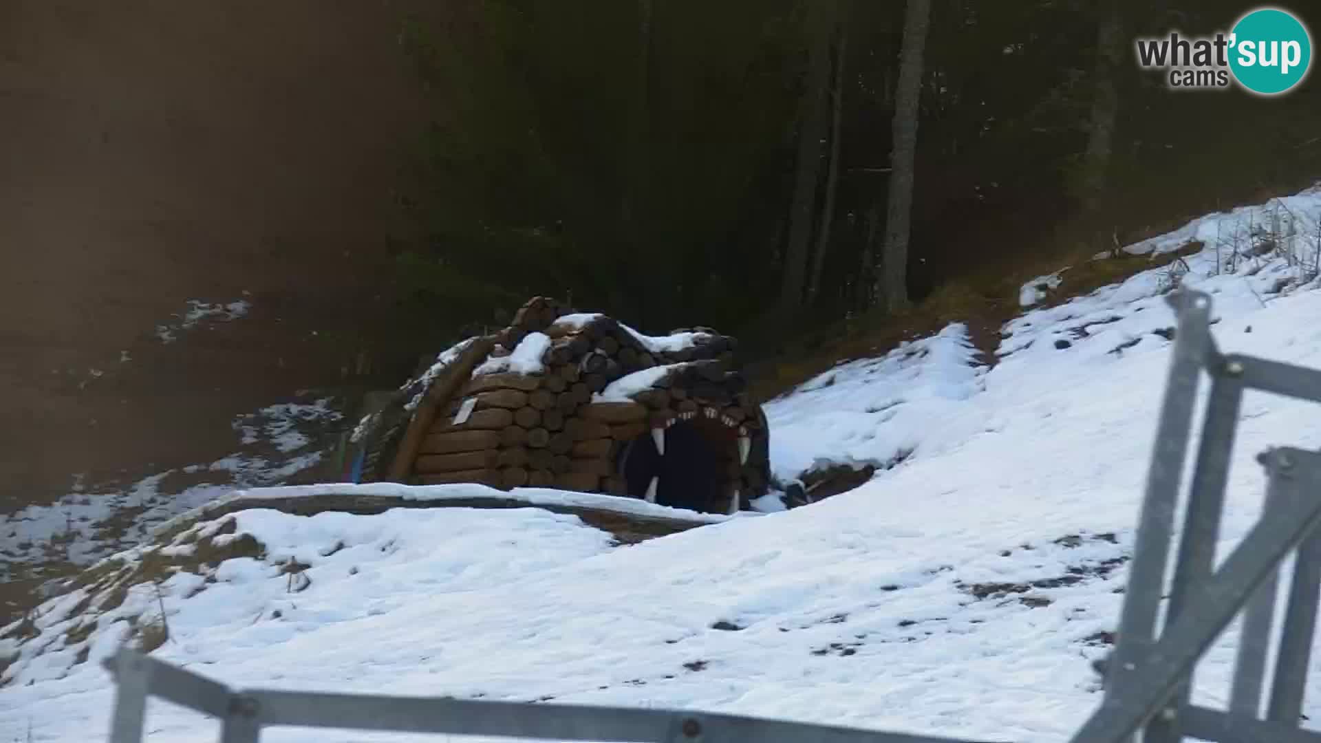 Vitranc Kranjska Gora webcam | VITRANC 1 stazione superiore