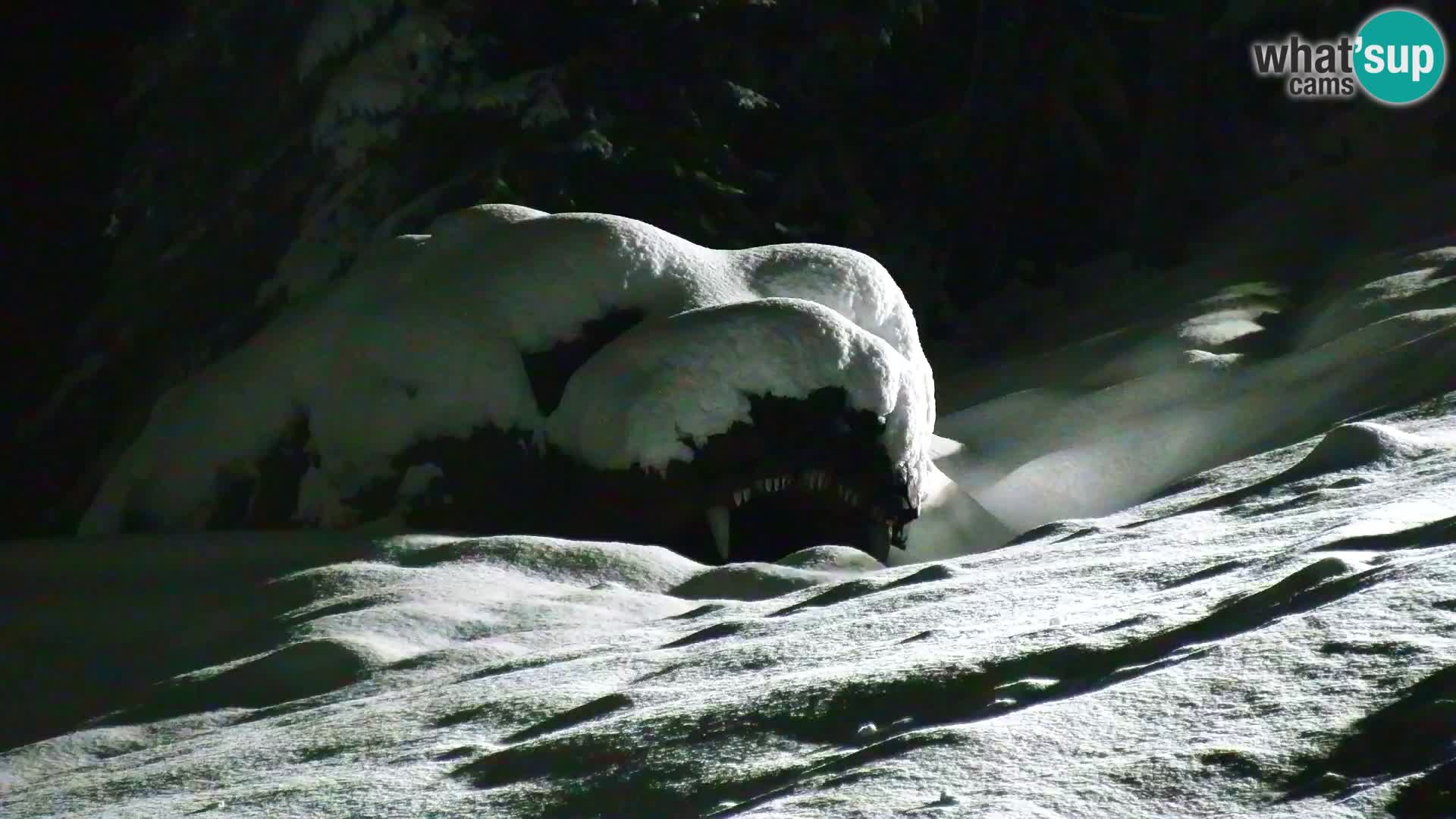 Vitranc Kranjska Gora webcam | VITRANC 1 stazione superiore
