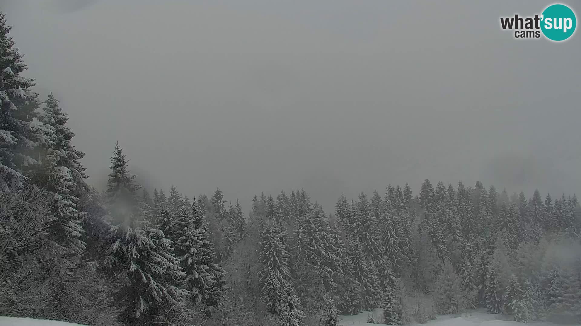 Vitranc Kranjska Gora webcam | VITRANC 1 stazione superiore