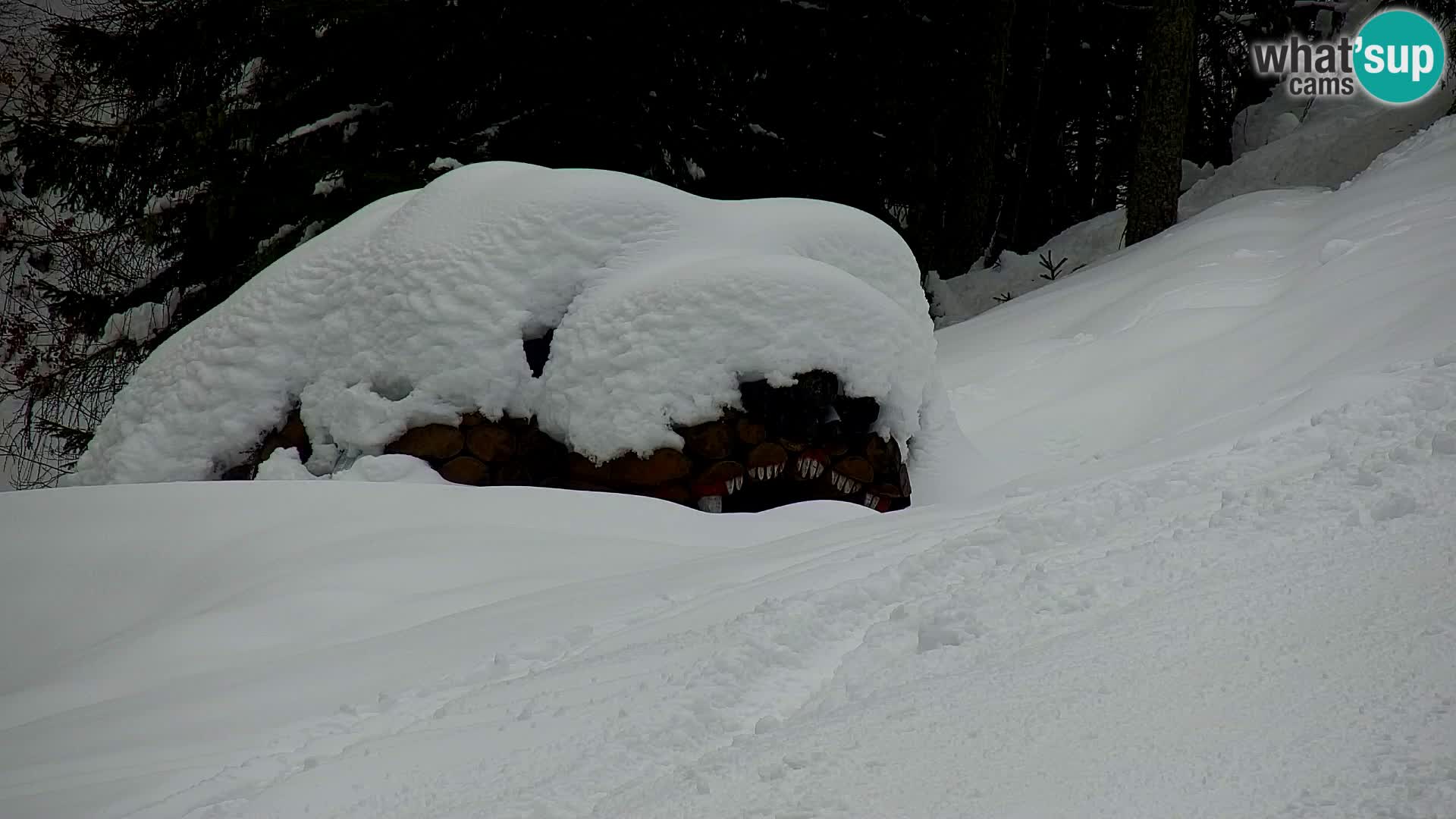 Vitranc Kranjska Gora webcam | VITRANC 1 stazione superiore