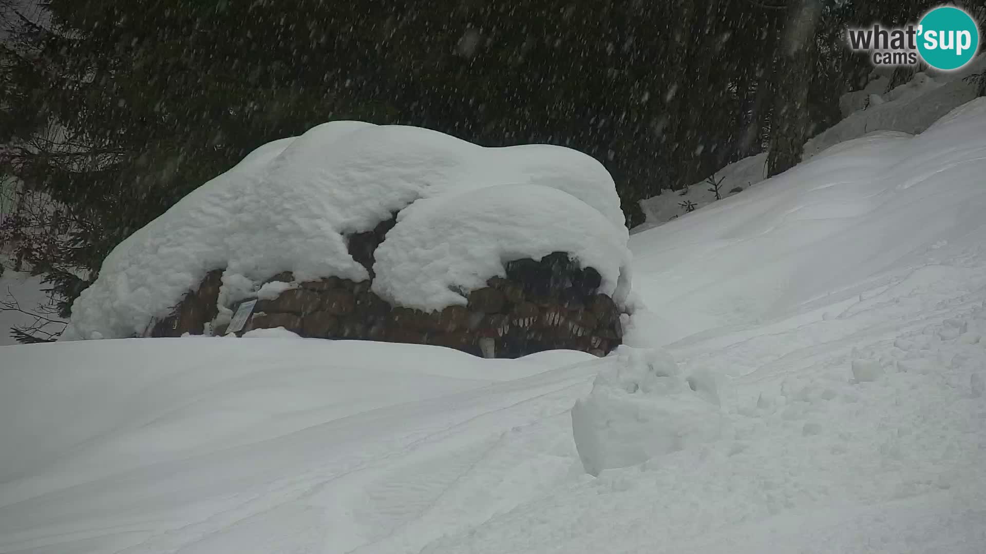 Vitranc Kranjska Gora webcam | VITRANC 1 stazione superiore
