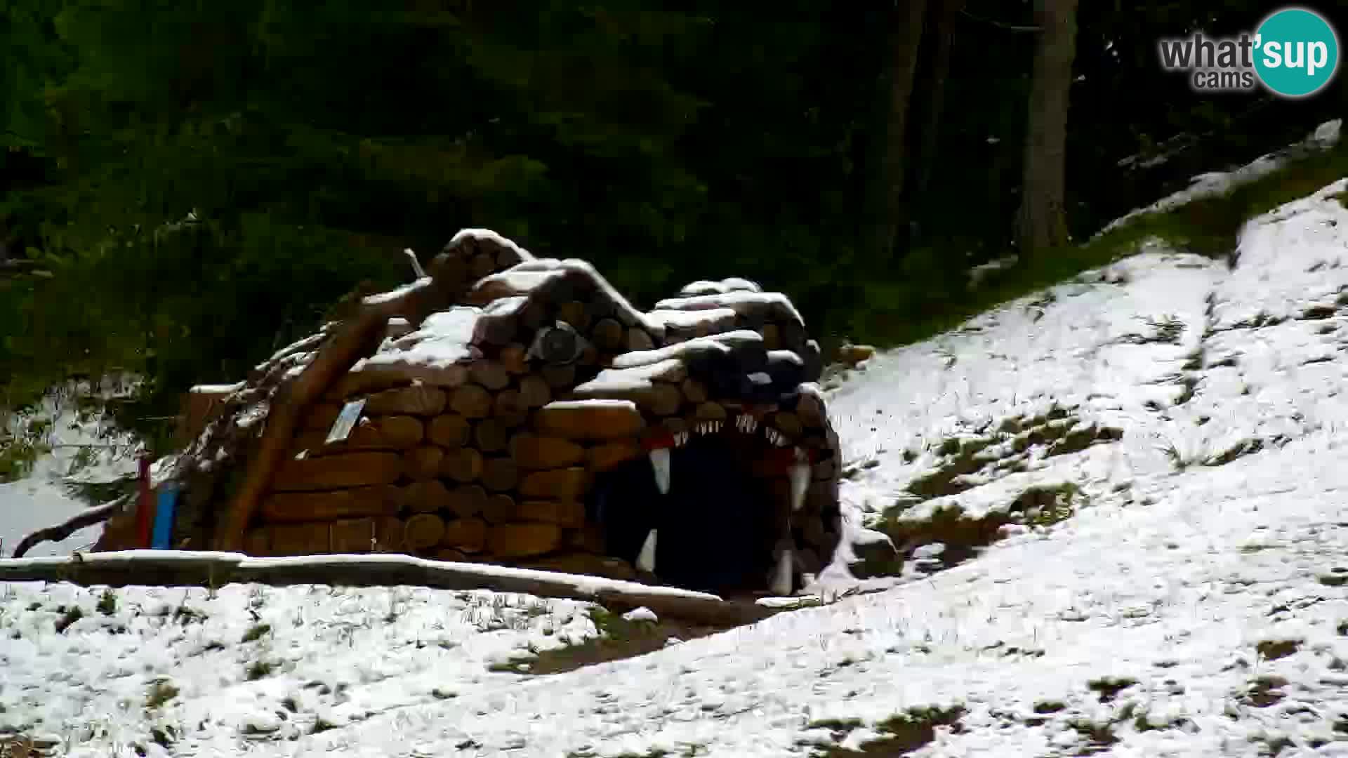 Vitranc Kranjska Gora webcam | VITRANC 1 stazione superiore