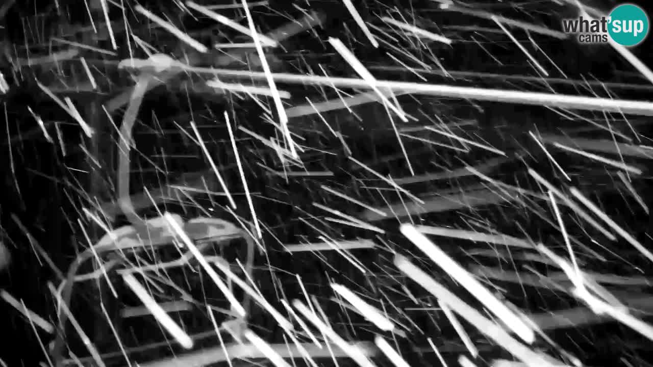 Webcam Kranjska Gora VITRANC 2 upper station