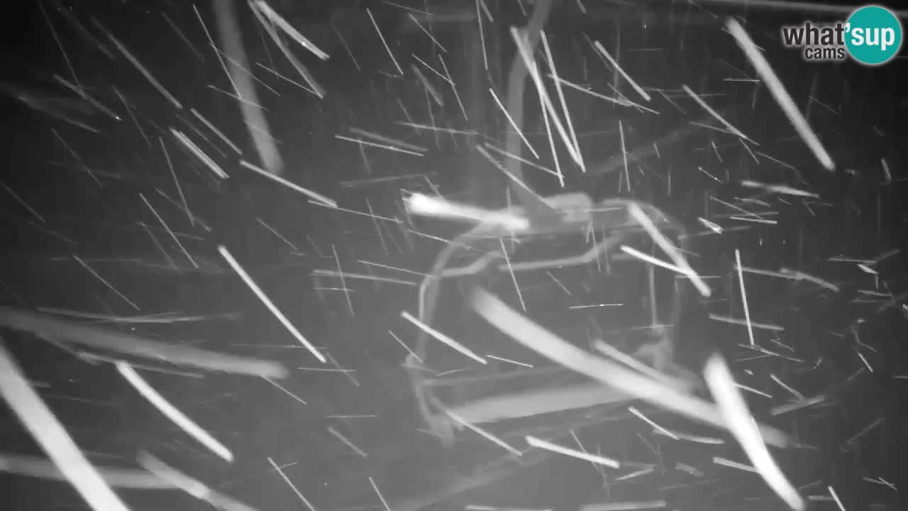 Webcam VITRANC 2 | Kranjska Gora – stazione superiore