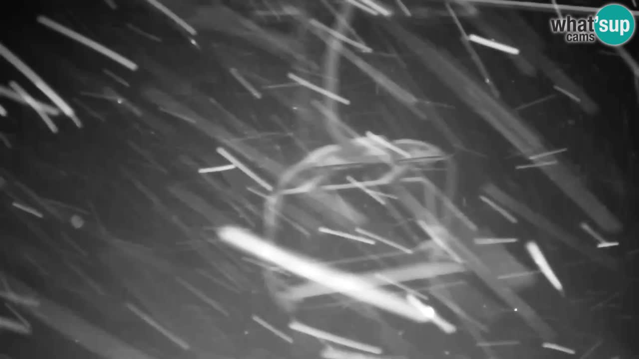 Webcam Kranjska Gora VITRANC 2 | Station supérieure