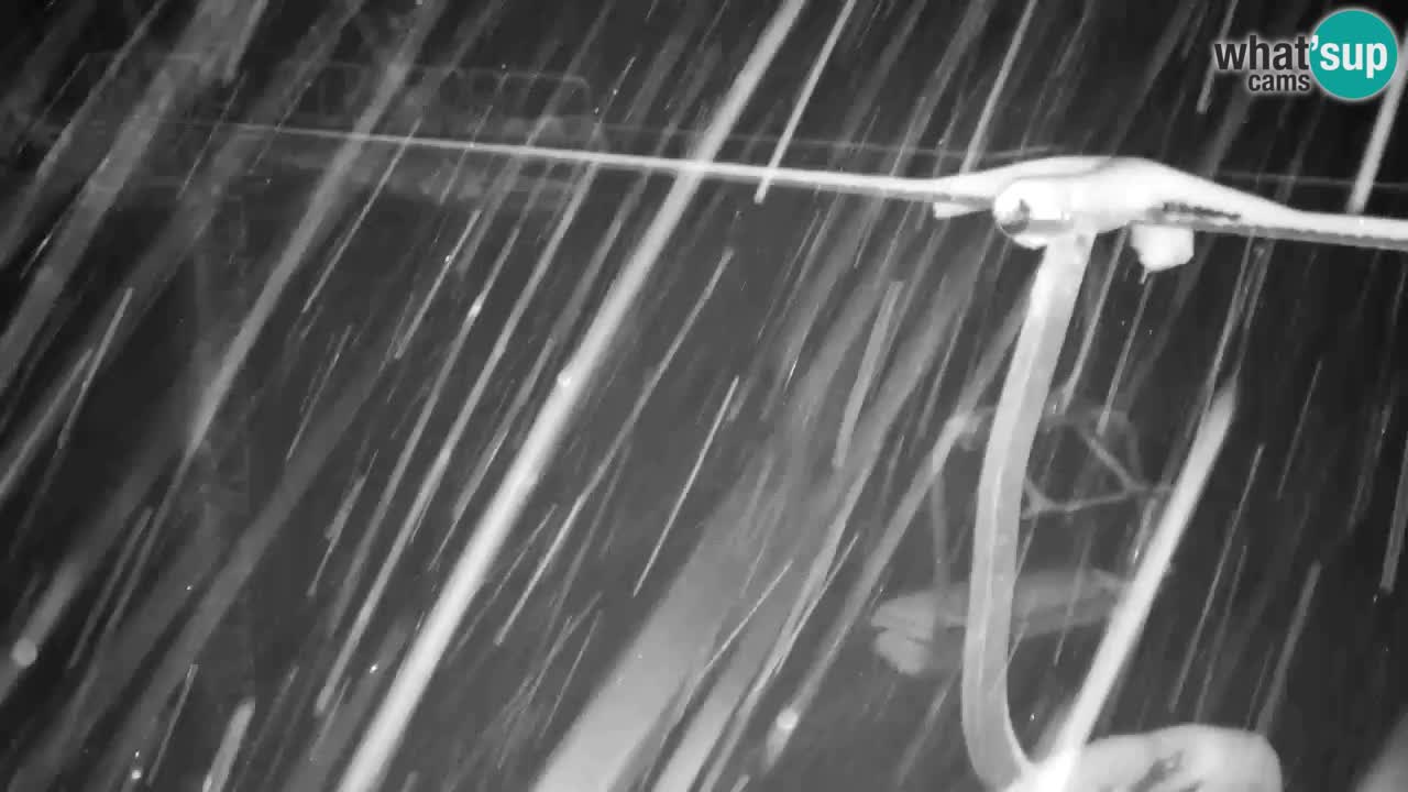 Webcam VITRANC 2 | Kranjska Gora – stazione superiore