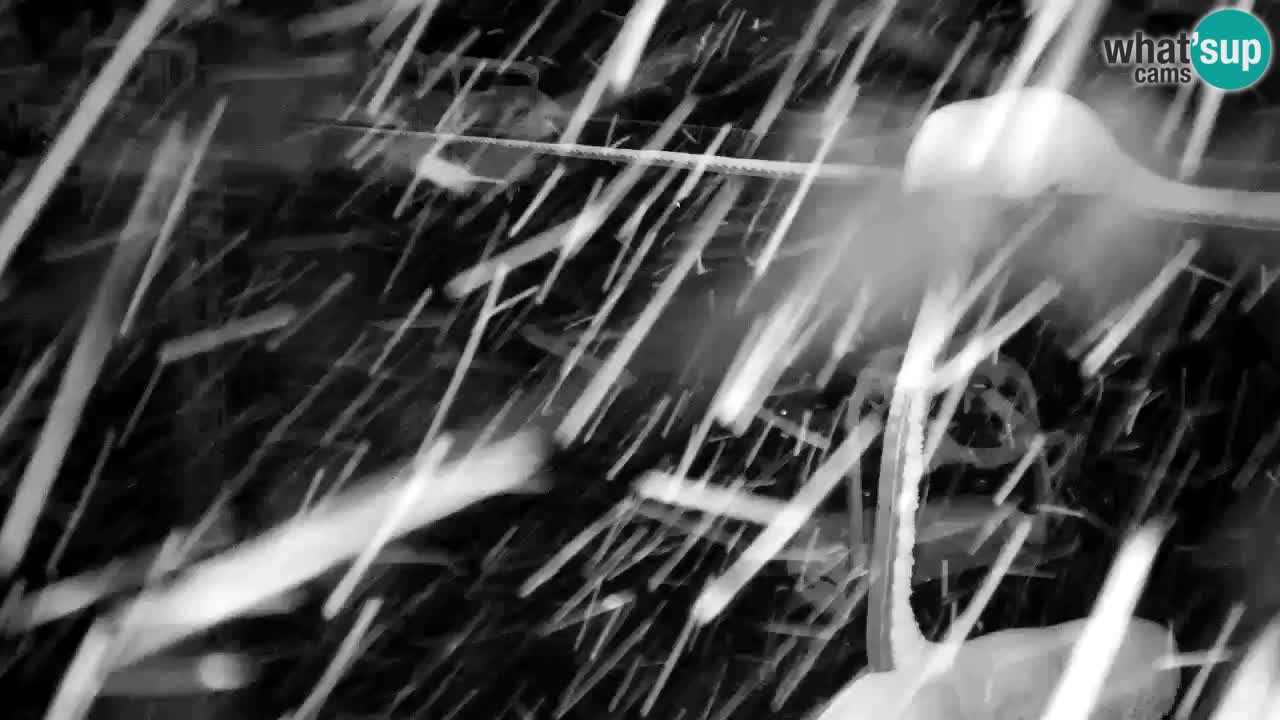 Webcam Kranjska Gora VITRANC 2 upper station