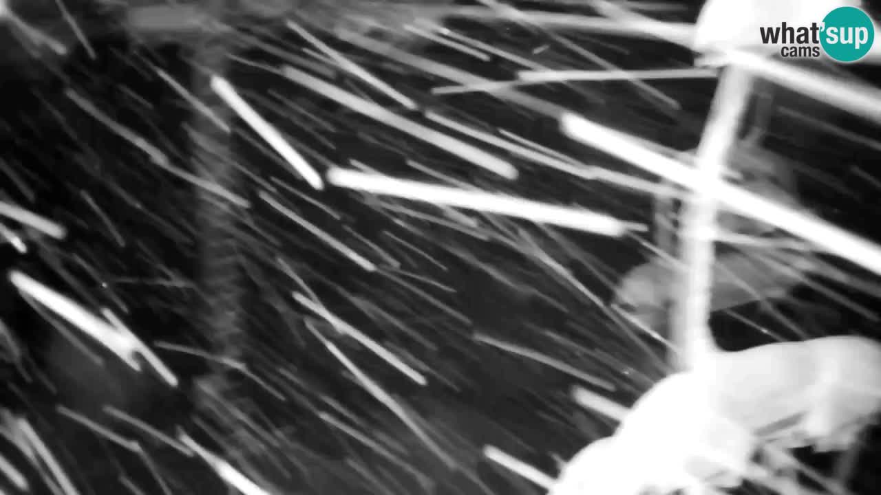 Webcam VITRANC 2 | Kranjska Gora – stazione superiore