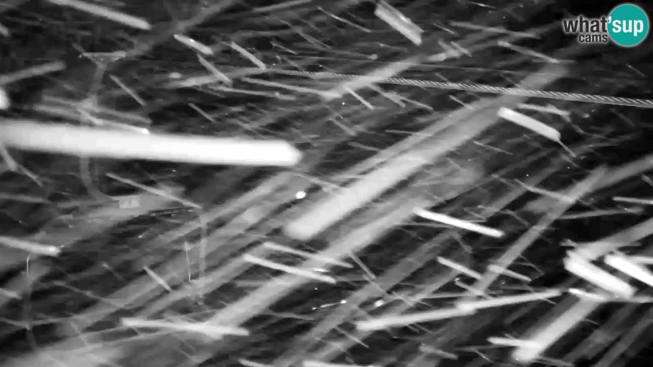 Kranjska Gora webcam VITRANC 2 | Bergstation