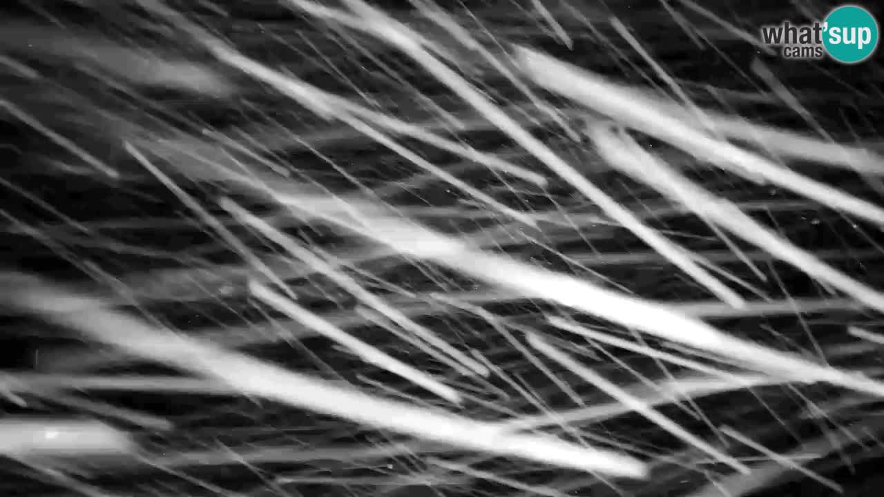 Webcam Kranjska Gora VITRANC 2 | station supérieure