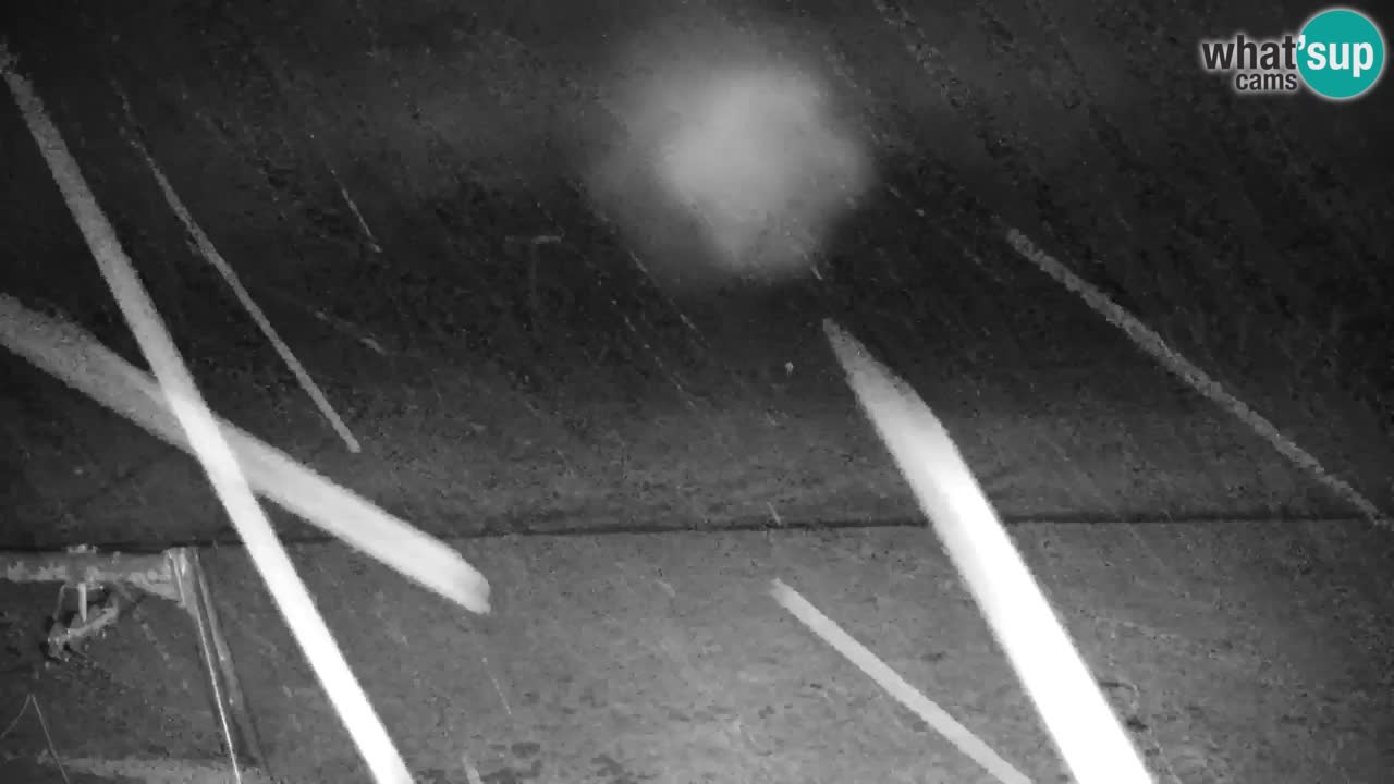 Skigebiet Kranjska Gora | Velika Dolina