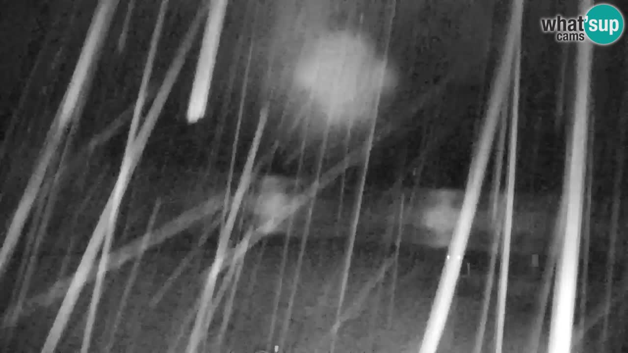 Ski Kranjska Gora | Velika Dolina