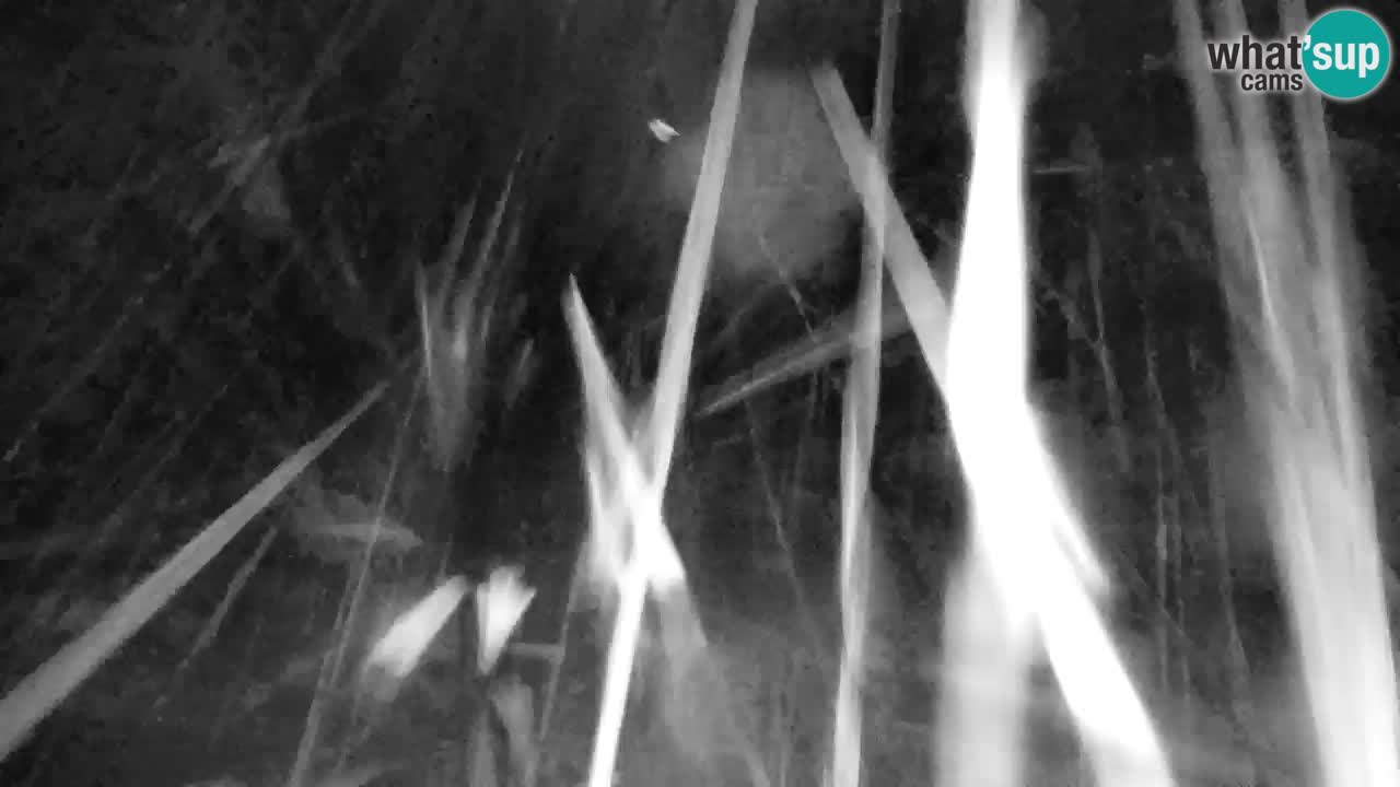 Ski Kranjska Gora | Velika Dolina