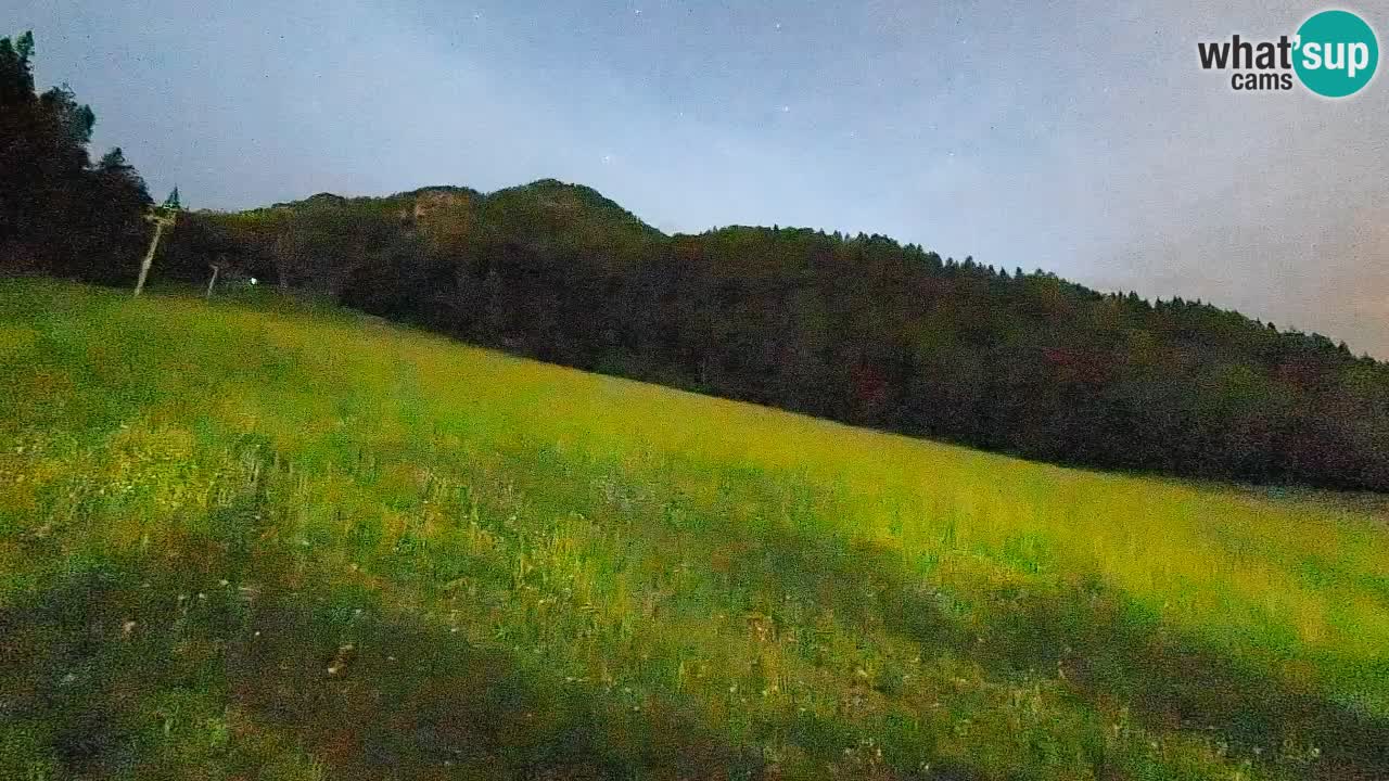Ski Kranjska Gora | Brsnina
