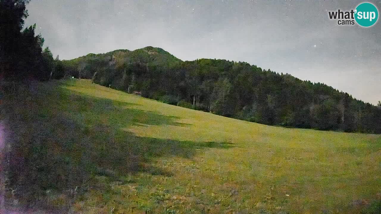 Ski Kranjska Gora | Brsnina