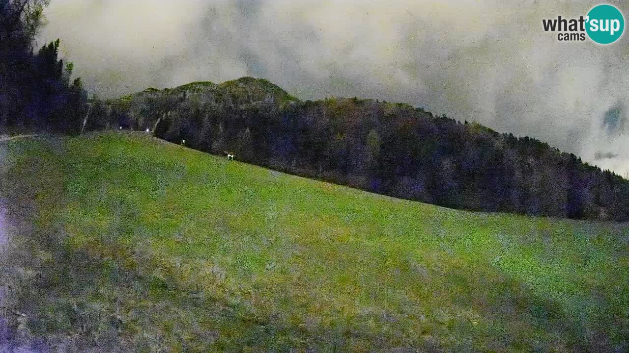 Ski Kranjska Gora | Brsnina