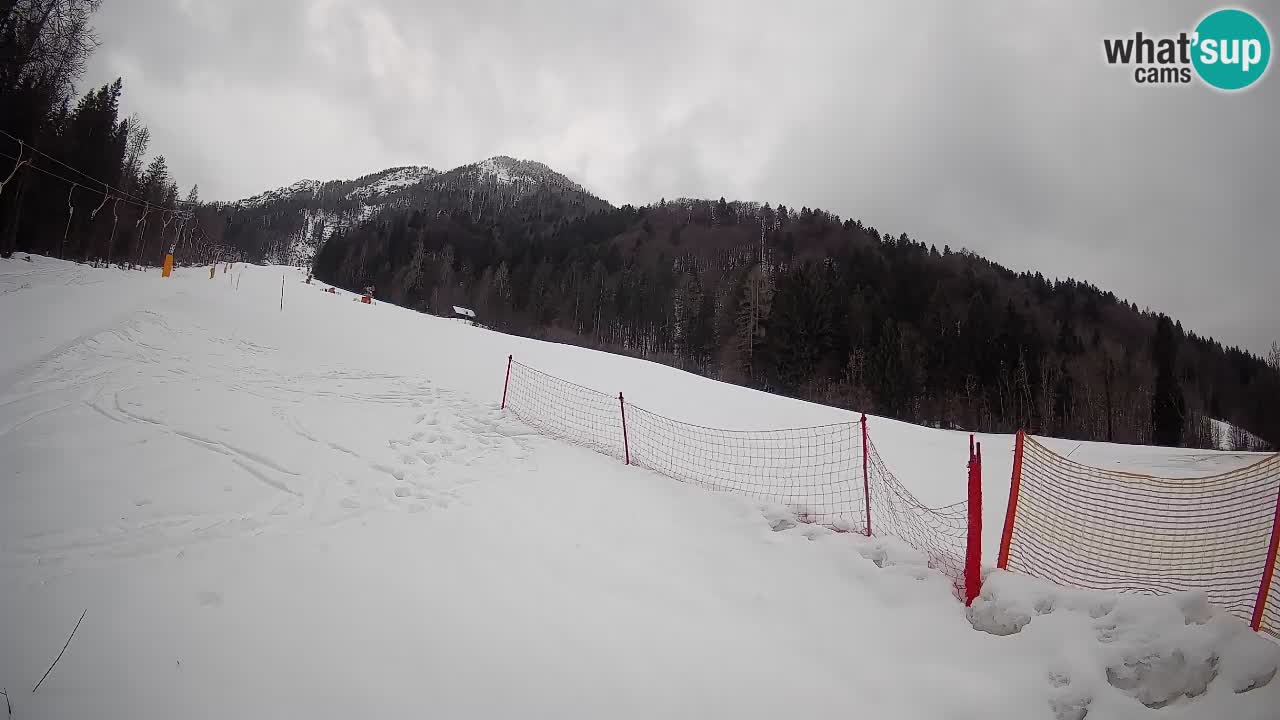 Ski Kranjska Gora | Brsnina
