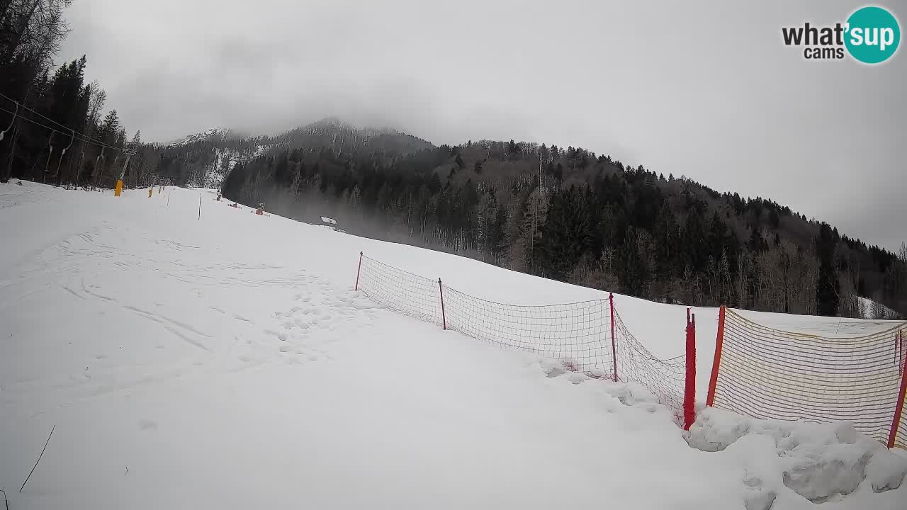 Ski Kranjska Gora | Brsnina