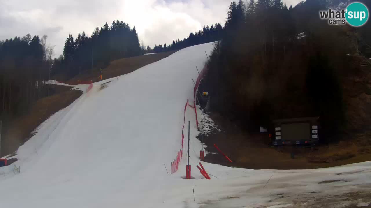 Podkoren / Kranjska Gora – Arrivo slalom gigante