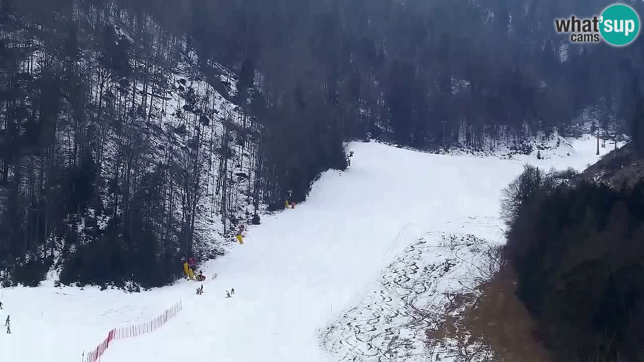 Webcam Kranjska Gora SKI – panoramica Piste centrali