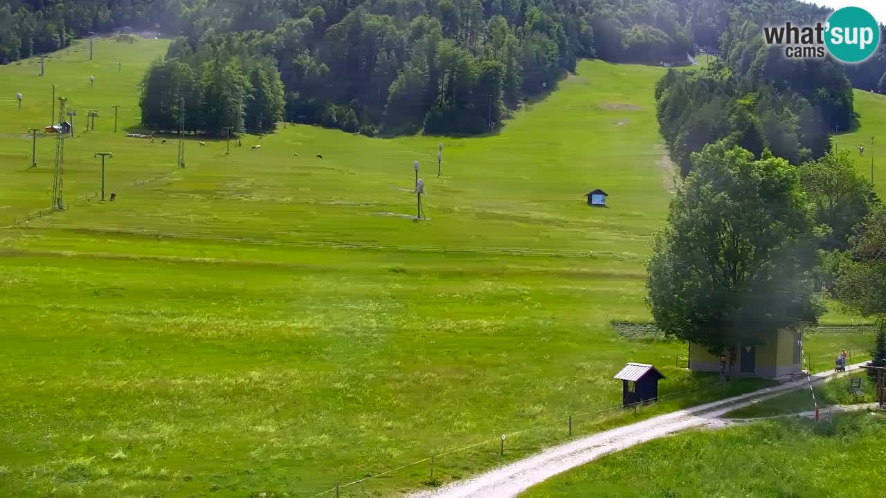 Webcam Kranjska Gora SKI resort | Bech, Kekec, Mojca ski