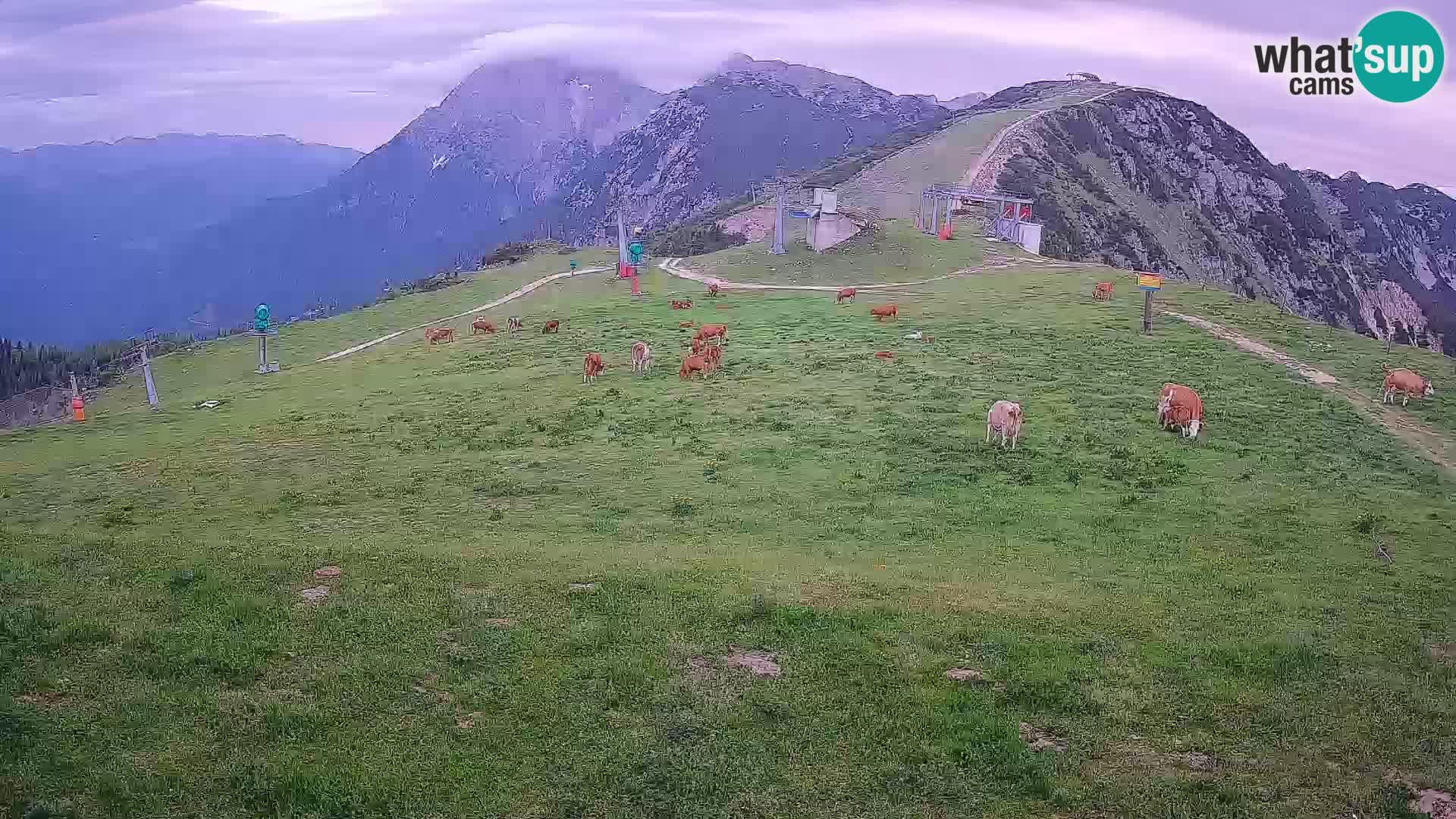 Krvavec livecam