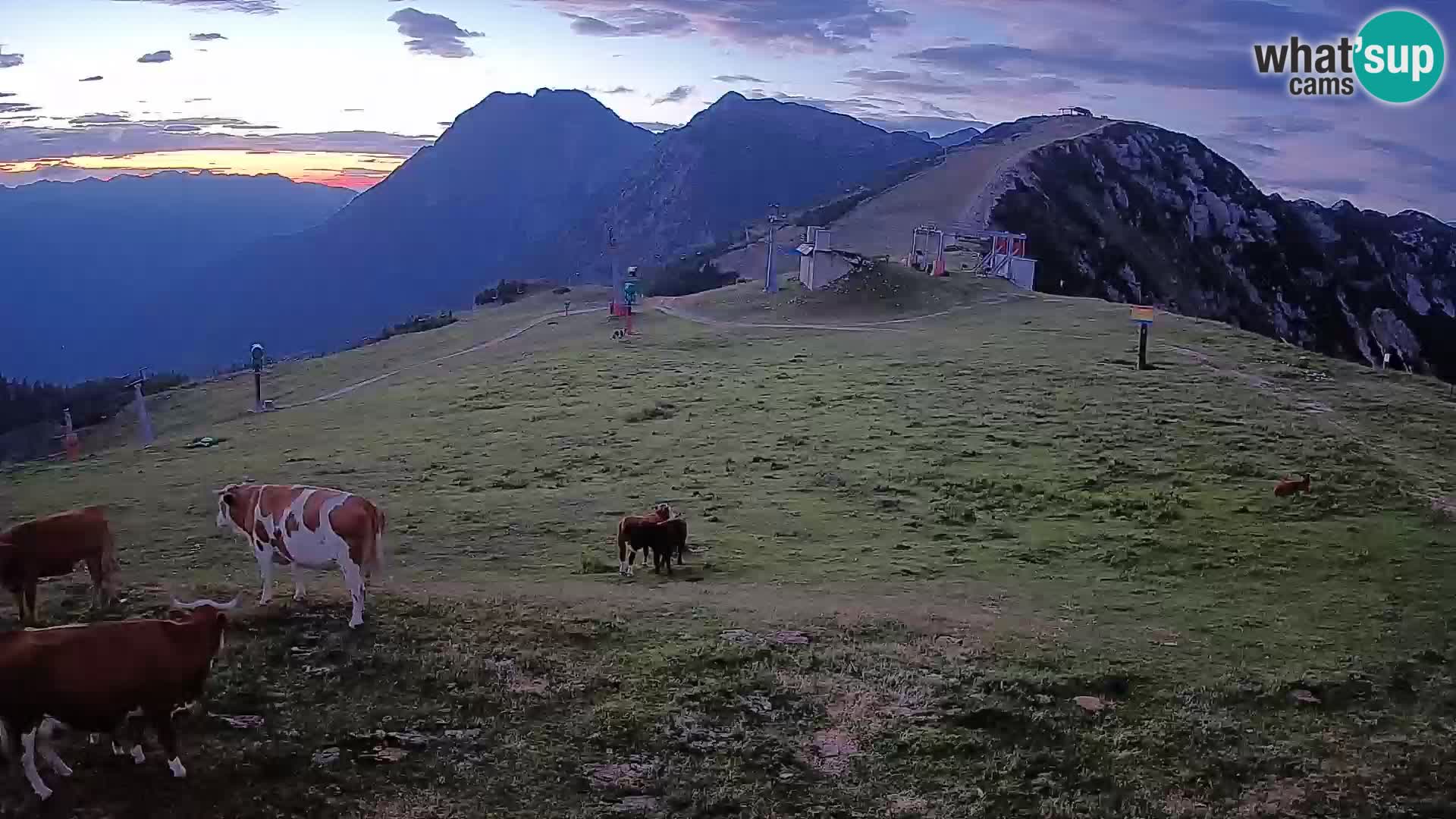 Krvavec livecam