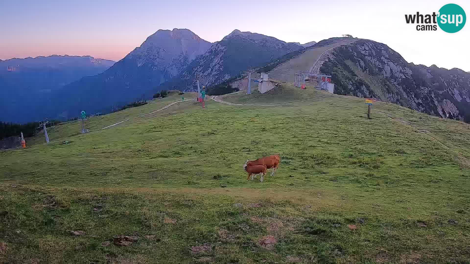 Krvavec livecam