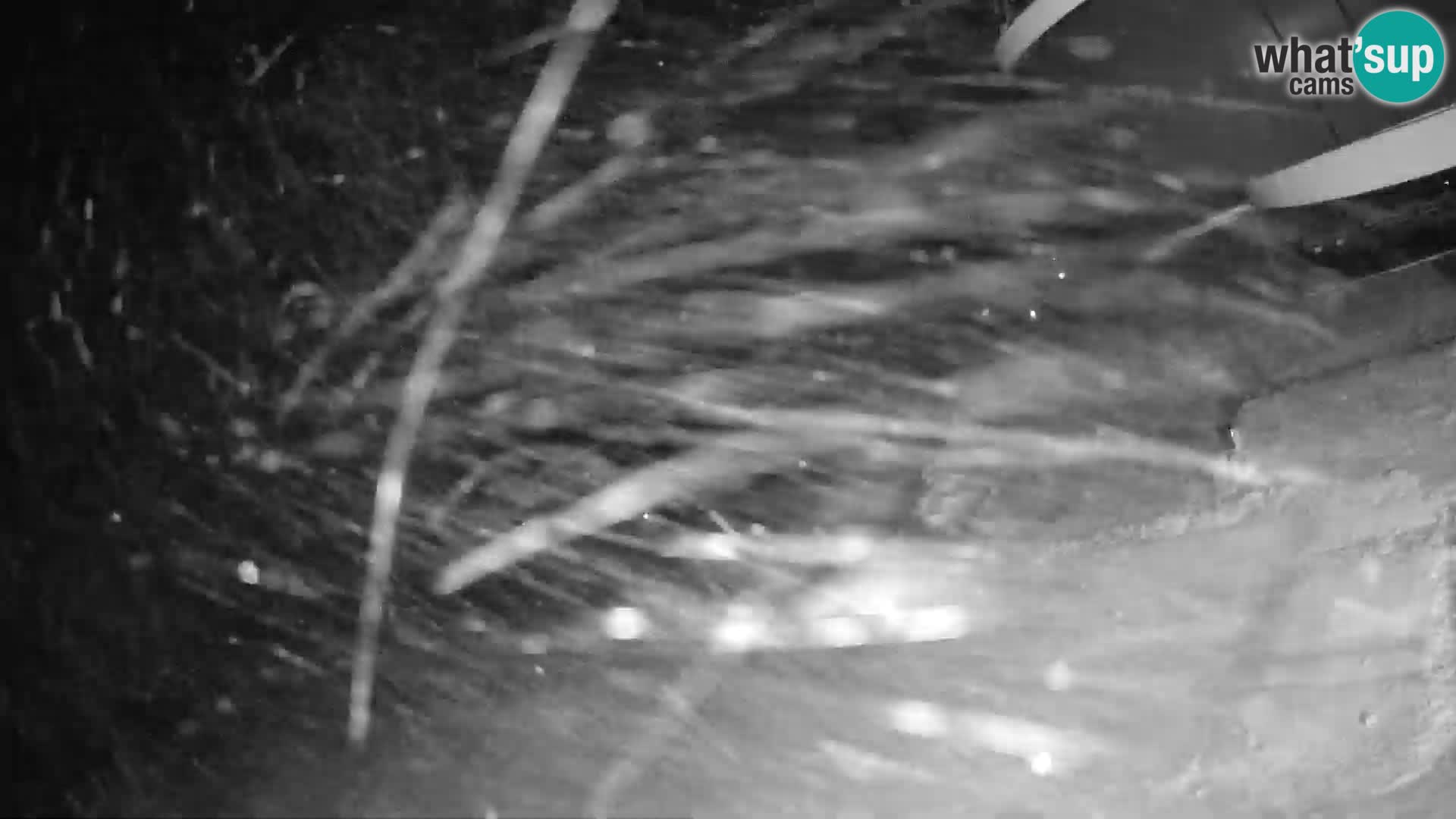 Webcam Stazione sciistica Krvavec – Veliki Zvoh  – 1971m – Slovenia