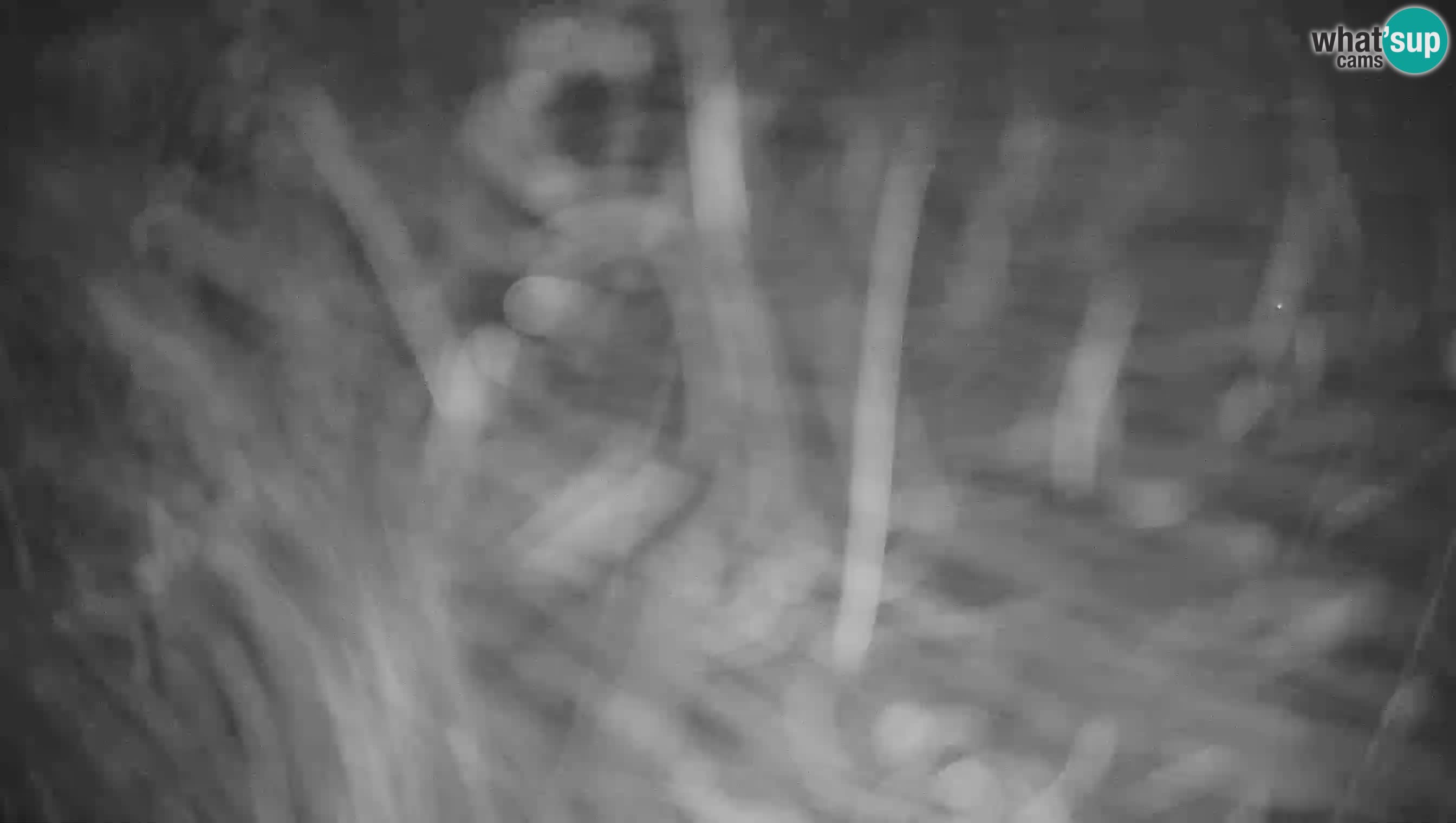 Livecam Krvavec