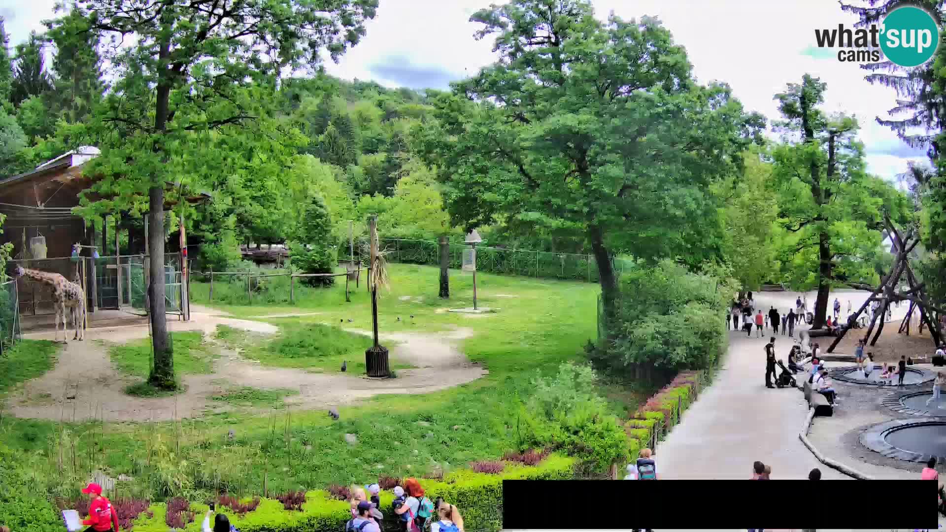 Webkamera Zoo Ljubljana – Žirafe