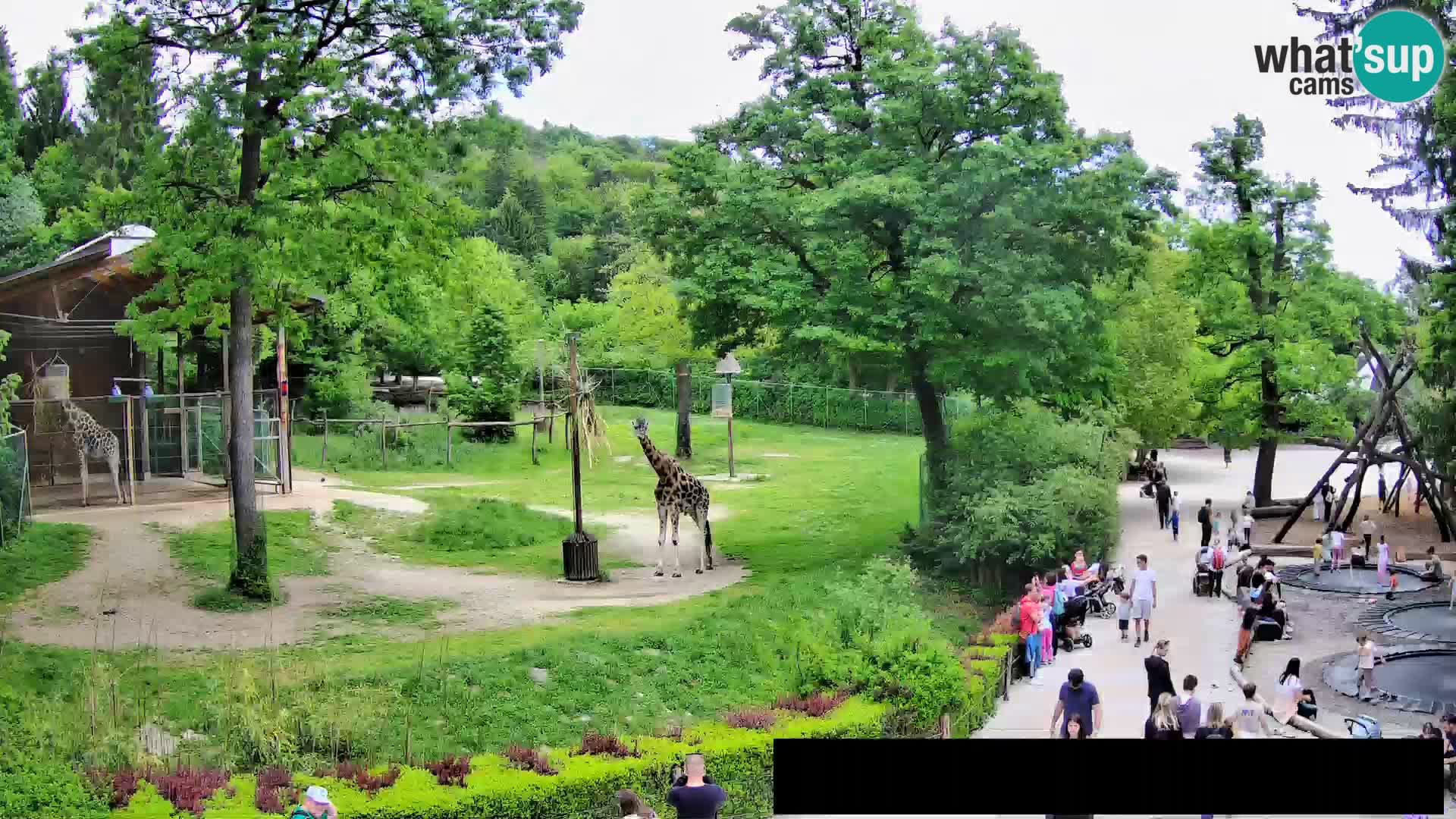 Webkamera Zoo Ljubljana – Žirafe