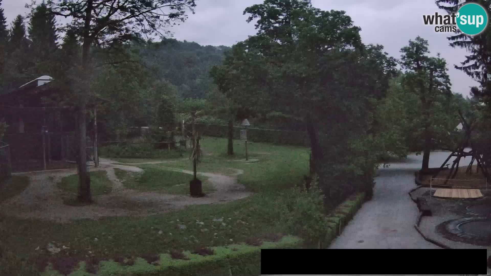 Webcam Zoo Ljubljana – Giraffes