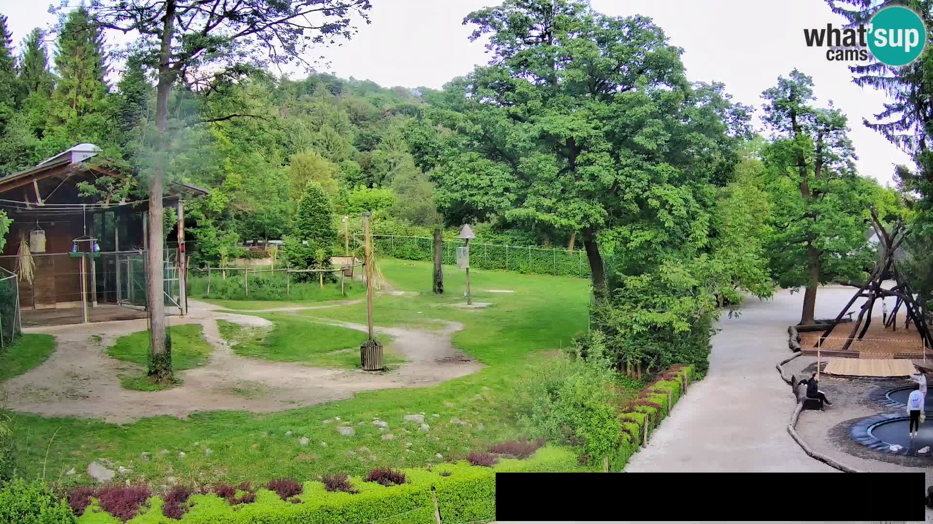 Webcam Zoo Ljubljana – Jirafas