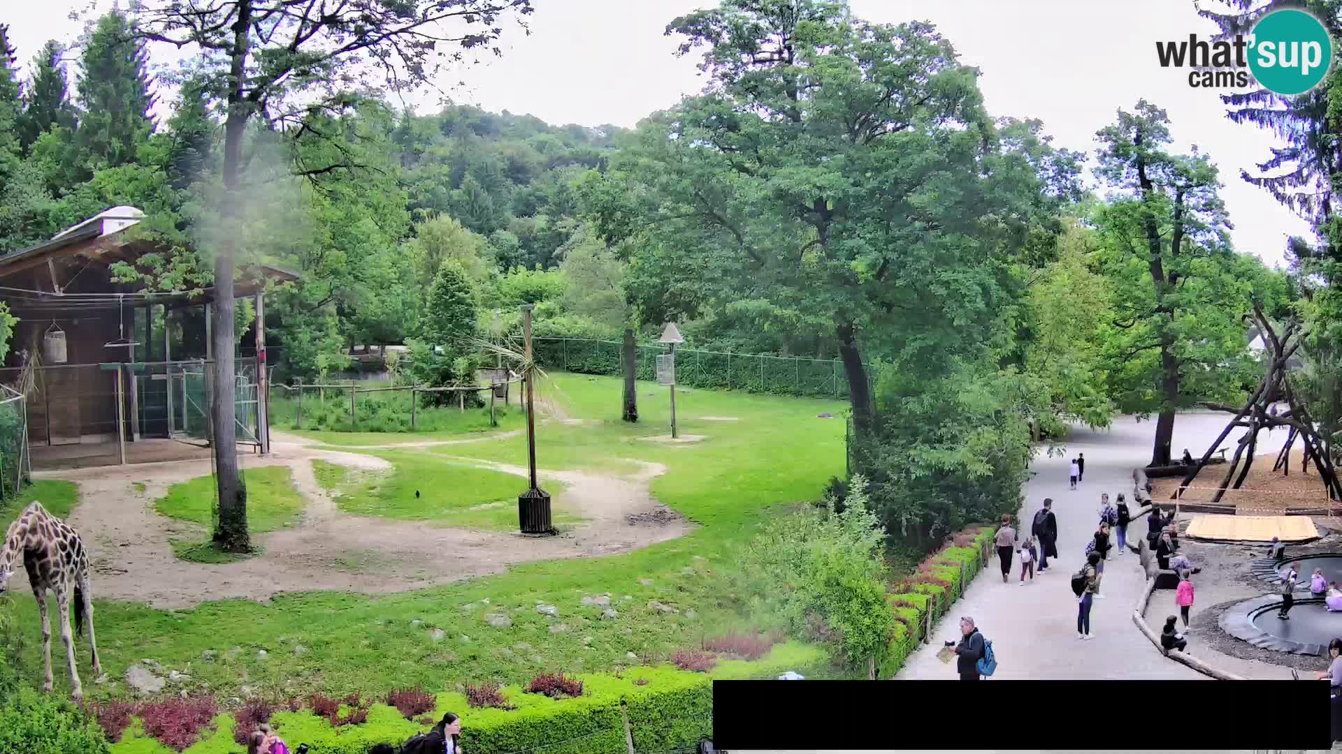 Web kamera Zoo Ljubljana – Žirafe