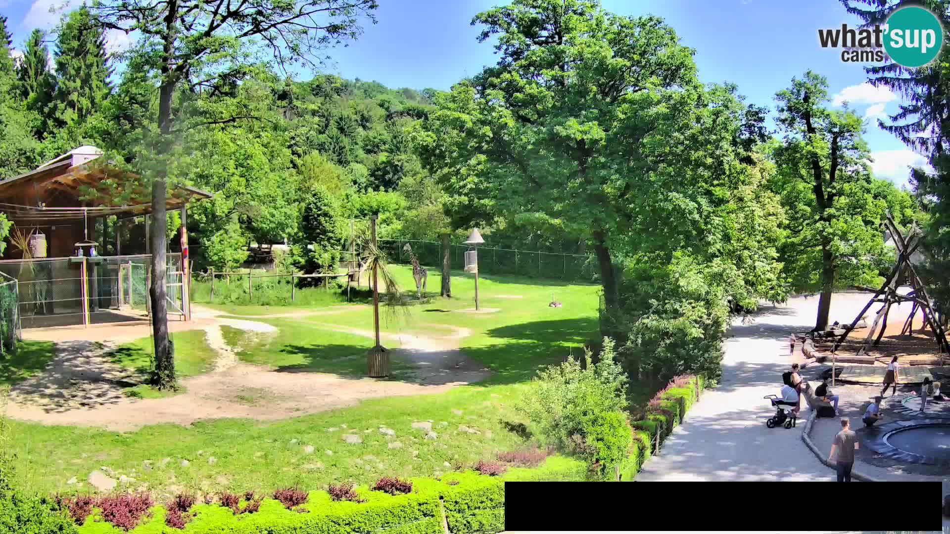 Webcam Zoo Ljubljana – Giraffes