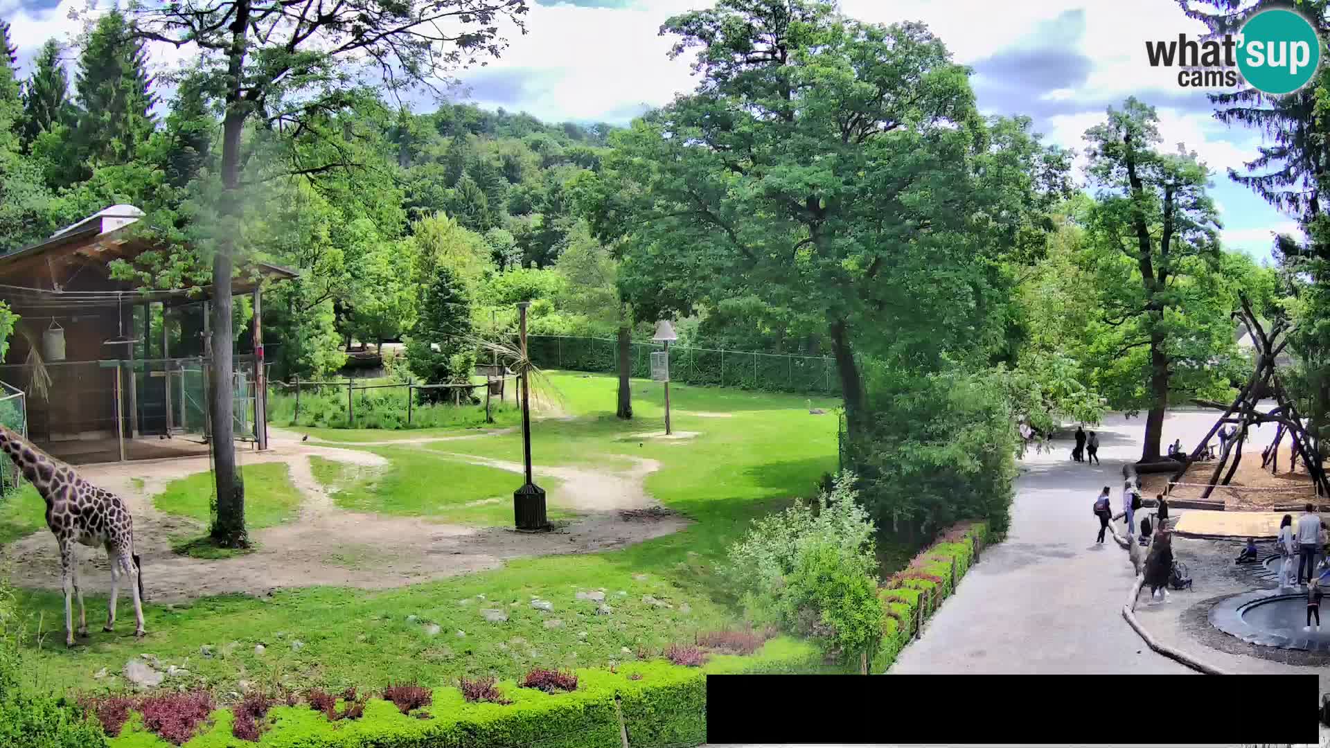 Webcam Zoo Ljubljana – Giraffes