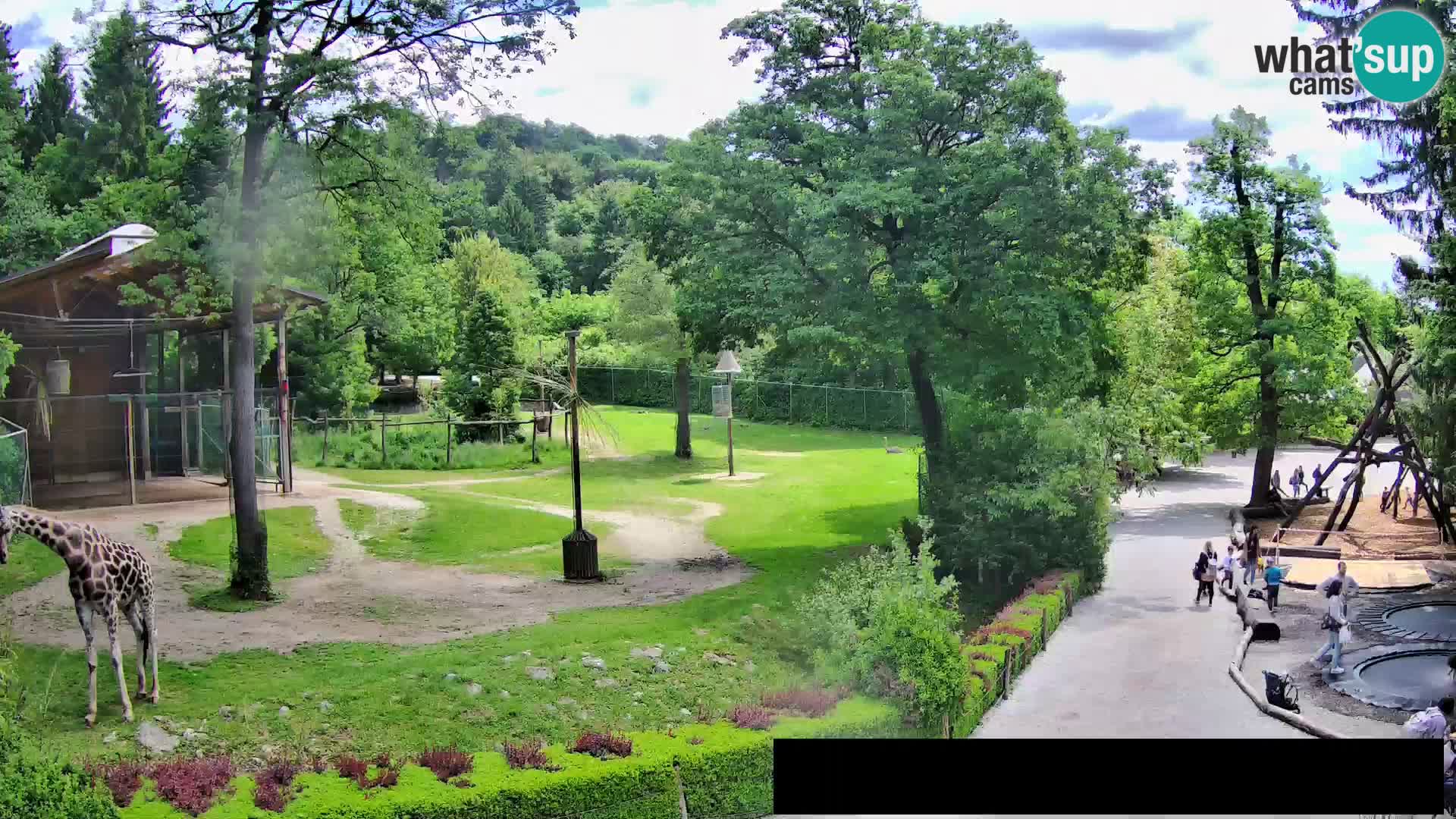 Webcam Zoo Ljubljana – Giraffen