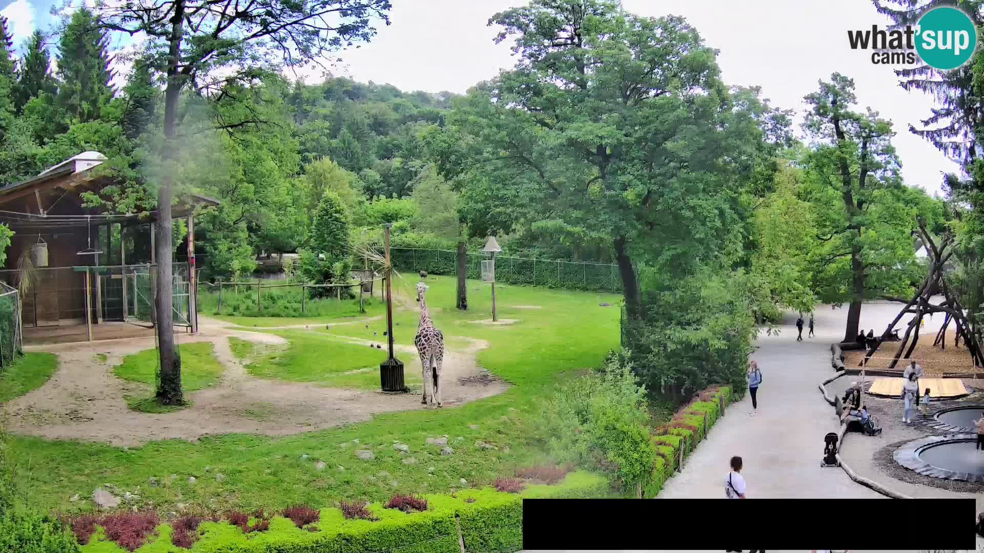 Webcam Zoo Ljubljana – Giraffes