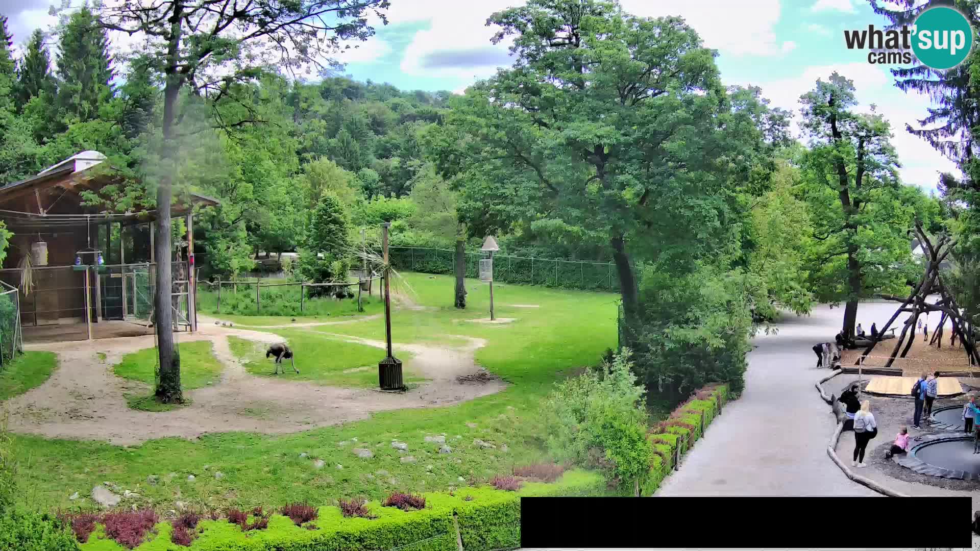 Webcam Zoo Ljubljana – Giraffes