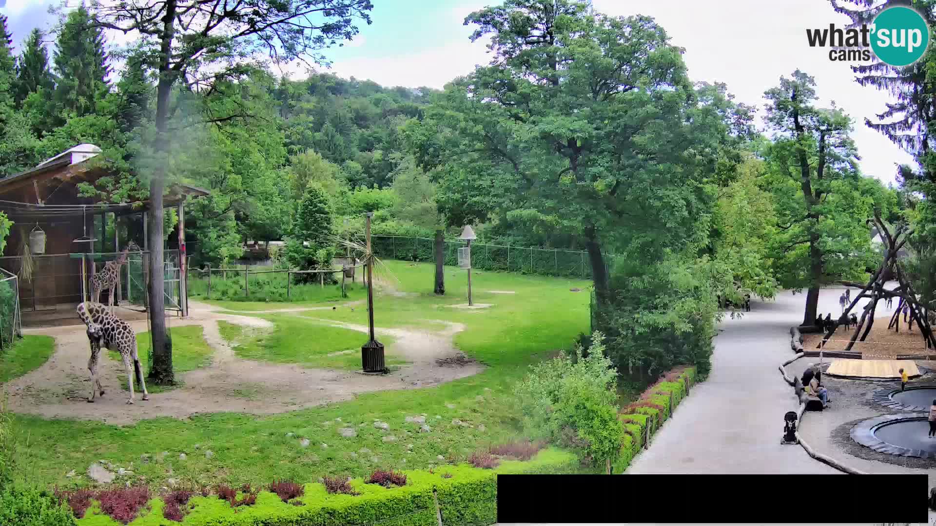 Webcam Zoo Ljubljana – Giraffen