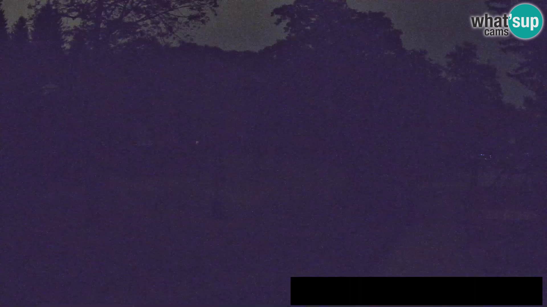Webcam live Zoo Lubiana – Giraffe